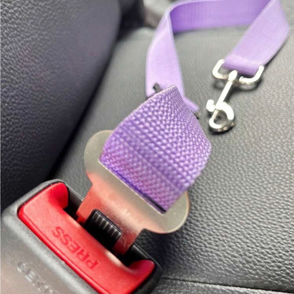 PET SEATBELT